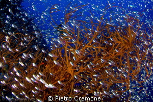 a school of glassfish in a black coral bush by Pietro Cremone 